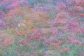 꽃들은 다 아름답다 I