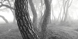 나에게 다가온 소나무 2