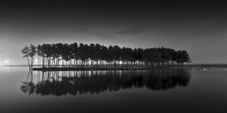 나에게 다가온 소나무 7