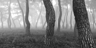 나에게 다가온 소나무 8