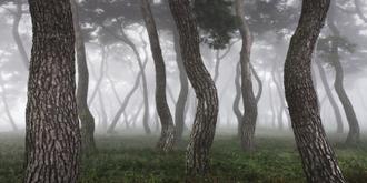 나에게 다가온 소나무 9