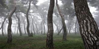 나에게 다가온 소나무 10