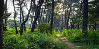 나에게 다가온 소나무 11