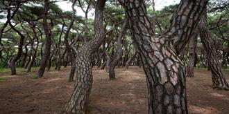 나에게 다가온 소나무 12