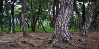 나에게 다가온 소나무 13