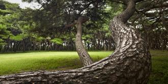 나에게 다가온 소나무 14