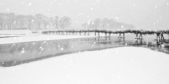 나에게 다가온 소나무 15