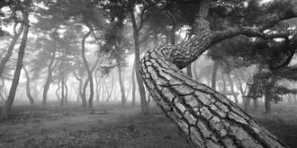 나에게 다가온 소나무 16