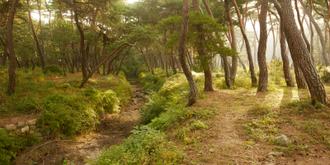 나에게 다가온 소나무 17