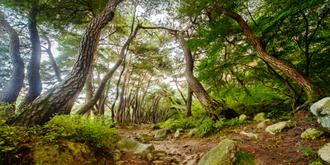 나에게 다가온 소나무 18