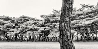 나에게 다가온 소나무 시즌3 II