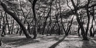 나에게 다가온 소나무 시즌5.5 (1)