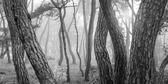 나에게 다가온 소나무 시즌5.5 (3)