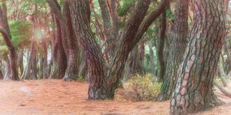 나에게 다가온 소나무 시즌5.5 (5)