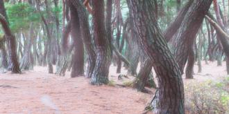 나에게 다가온 소나무 시즌5.5 (6)