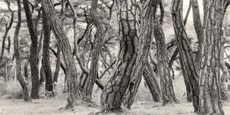 나에게 다가온 소나무 시즌5.5 (7)