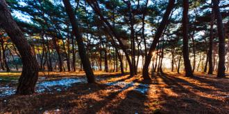 나에게 다가온 소나무 시즌5.5 (9)