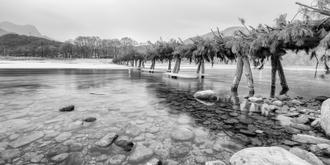 나에게 다가온 소나무 시즌5.5 (11)