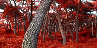 나에게 다가온 소나무 시즌5.5 (13)