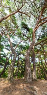 나에게 다가온 소나무 시즌5.5 (14)