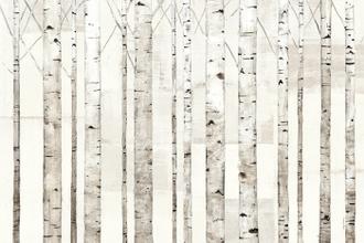 Birch Trees on White