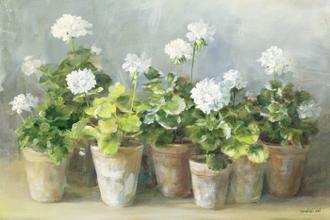 White Geraniums