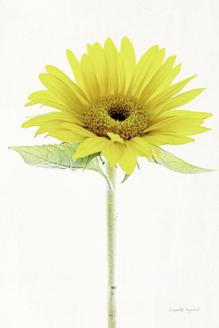 Light and Bright Floral VIII