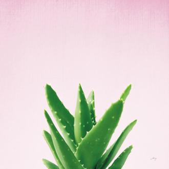 Succulent Simplicity V on Pink