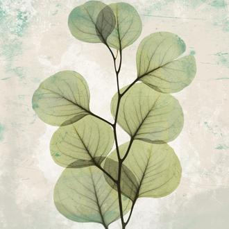 Eucalyptus Agedstone