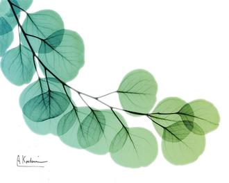 Eucalyptus Green Blue