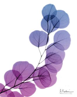 Eucalyptus in Purple