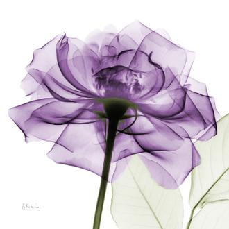 Purple Rose I