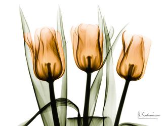 Three Tulips Orange