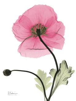 Pink Poppy