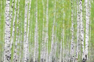 Evergreen Timber (부부의세계 협찬그림)