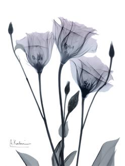 Midnight Gentian I