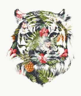 Tropical Tiger