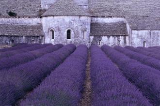 Lavender Abbey