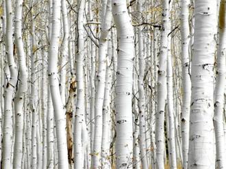 Birch Wood