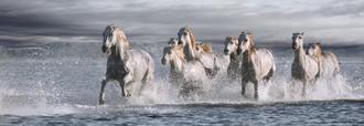 Horses Running at the Beach