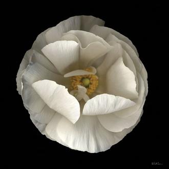 Folded Ranunculus