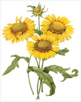 Blanket Flower (bot. Gailliarda sp.)