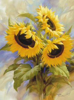 Sunflowers