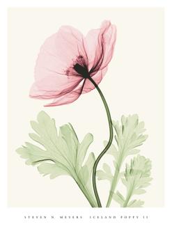 Iceland Poppy II (MED)