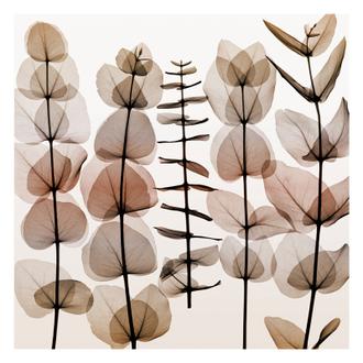 Eucalypti II (Middle)