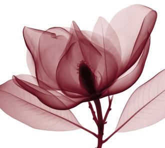 Red Magnolia I