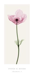 Anemone I (small)