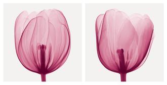 Tulips [Positive]