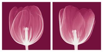 Tulips (negative)