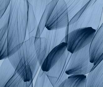 Tulip Petals, Blue